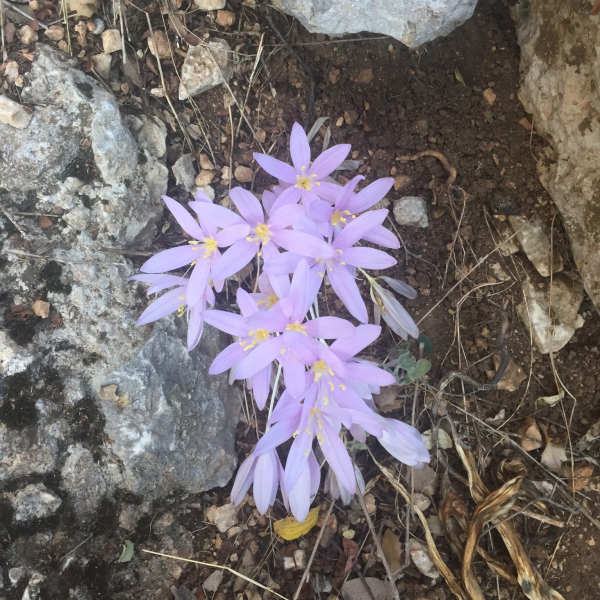 Colchicum baytopiorum