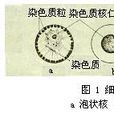 鞭毛總綱 鞭毛總綱
