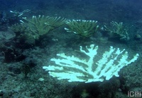 珊瑚礁白化
