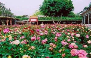 義城鎮玫瑰園景點
