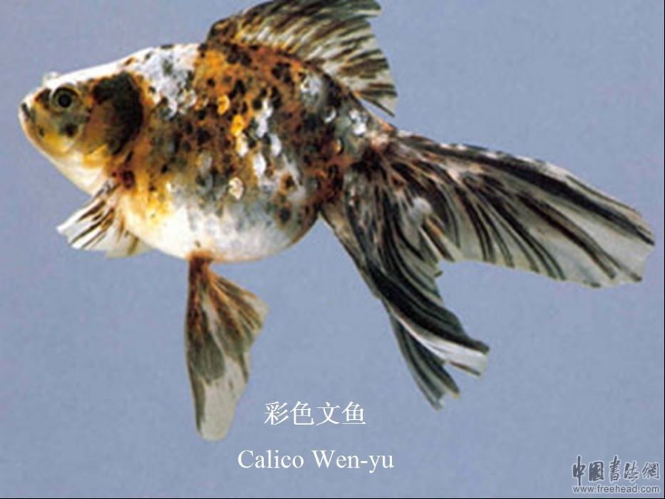 彩色文魚