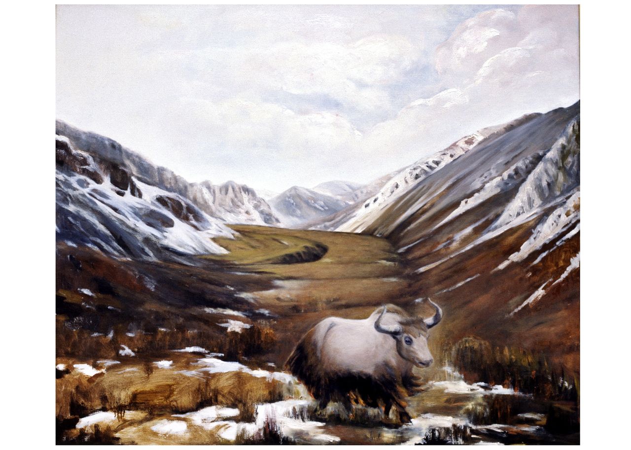 桑吉才讓油畫作品《衝出圍欄的氂牛》