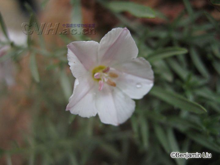 銀灰旋花(植物)