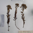 玉山紫菀 玉山紫菀
