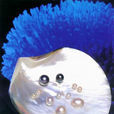 珍珠貝(珠母貝)