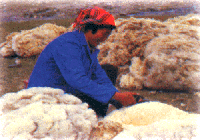 綿羊毛