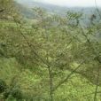 領崗村(雲南楚雄市樹苴鄉下轄村) 領崗村(雲南楚雄市樹苴鄉下轄村)