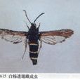 楊透翅蛾 楊透翅蛾