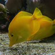 黃高鰭刺尾魚(黃金吊)