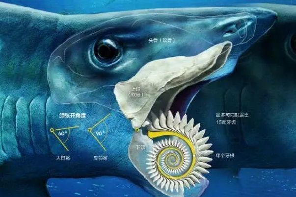異齒系 異齒系