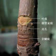 芽鱗痕 芽鱗痕