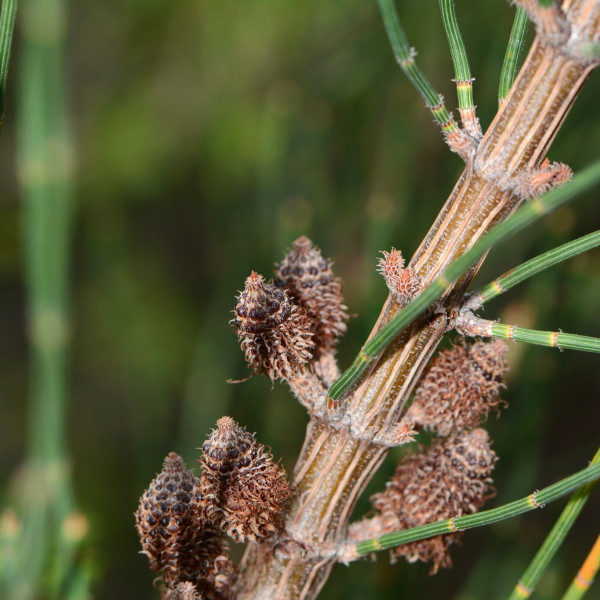 Allocasuarina paradoxa