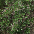 蒙古扁桃(植物)