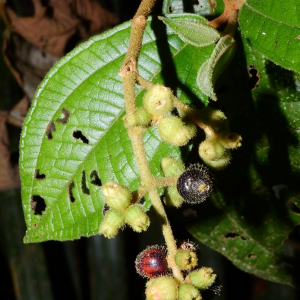Miconia duckei