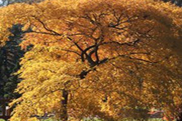 Acer palmatum \x27Germaine\x27s Gyration\x27