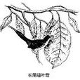 鶯亞科 鶯亞科