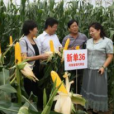新單36 新單36