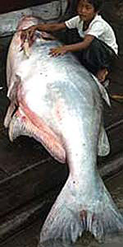 紐幾內亞鱸魚