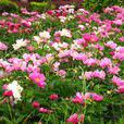 塊根芍藥 塊根芍藥