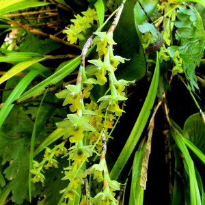 Earina aestivalis