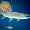 梭子魚(一種兇猛魚類) 梭子魚(一種兇猛魚類)