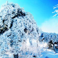 泰山初雪 泰山初雪