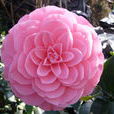 絕代佳人(茶花品種) 絕代佳人(茶花品種)