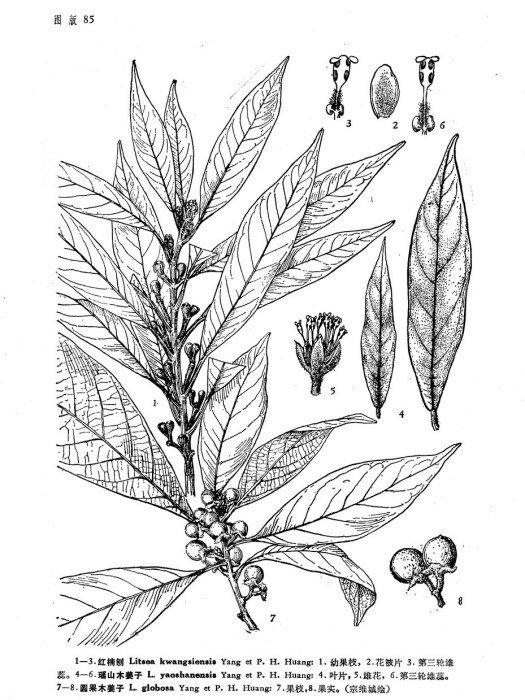 瑤山木姜子 瑤山木姜子