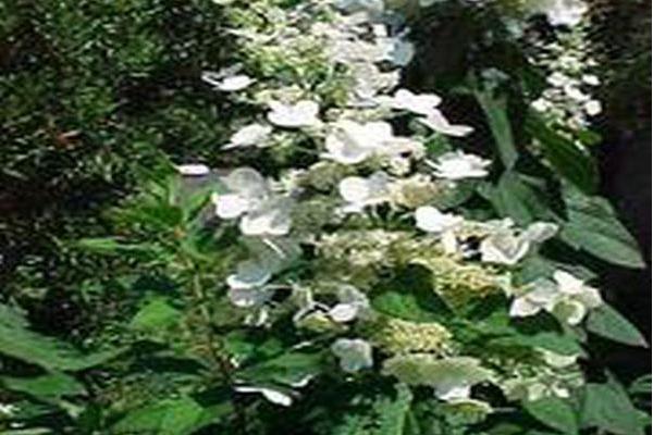 Hydrangea paniculata \x27Tardiva\x27