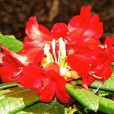 短蕊杜鵑 短蕊杜鵑