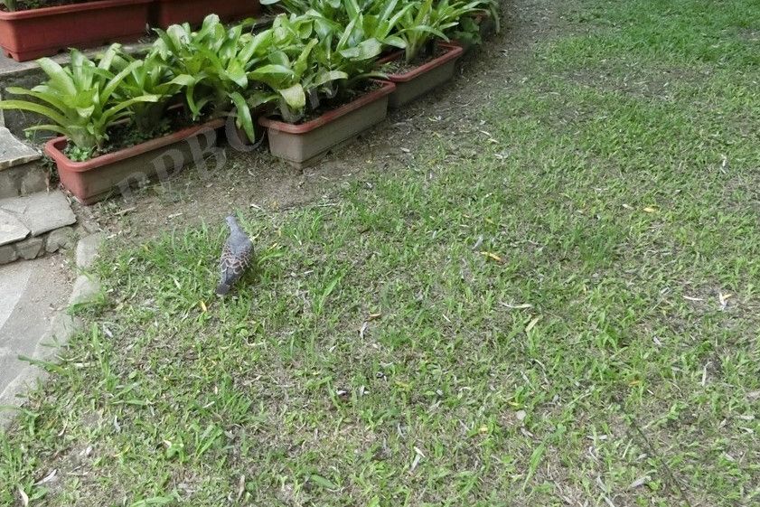 尾花光萼荷