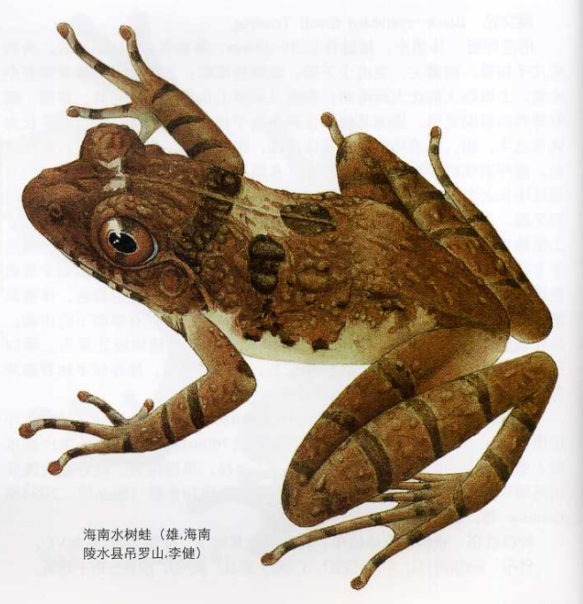 海南水樹蛙
