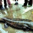 天價魚趣 天價魚趣