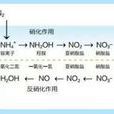硝化 硝化