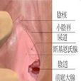 斯基恩氏腺 斯基恩氏腺