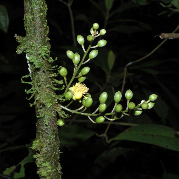 Candolleodendron brachystachyum