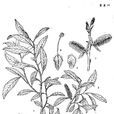 長蕊柳 長蕊柳