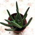 奔龍(番杏科多肉植物) 奔龍(番杏科多肉植物)