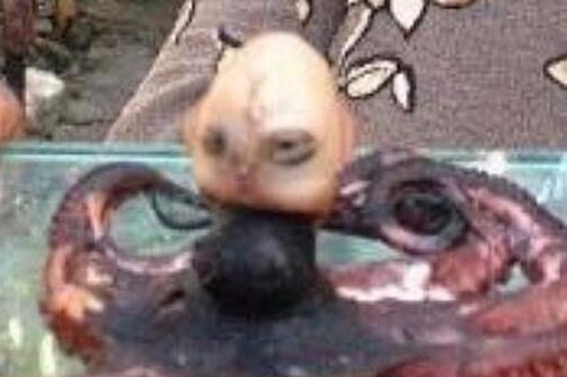 印尼章魚人 印尼章魚人