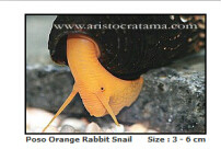 橙兔螺