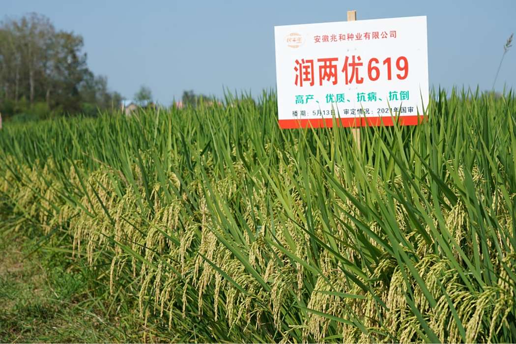 潤兩優619