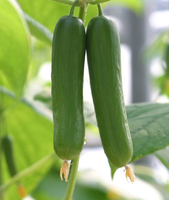 津優4號 津優4號