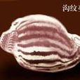 唐冠螺科 唐冠螺科