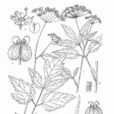 城口茴芹 城口茴芹