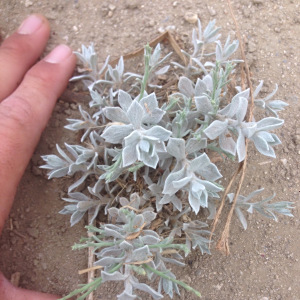 Lepidospartum squamatum