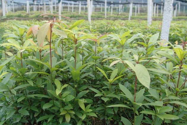 閩楠湖南45 閩楠湖南45