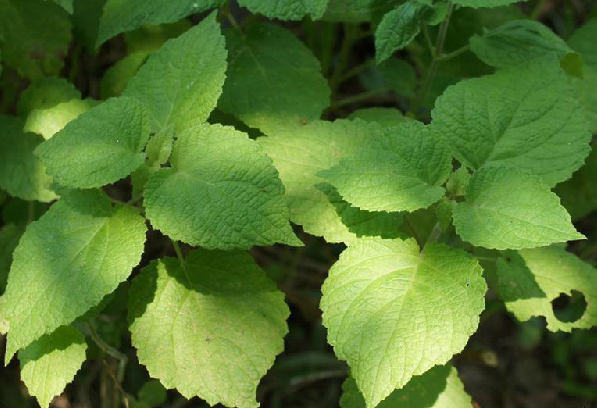 冠唇花(中藥名) 冠唇花(中藥名)