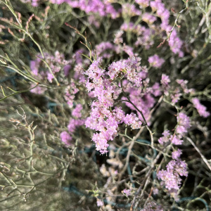 Limonium tuberculatum