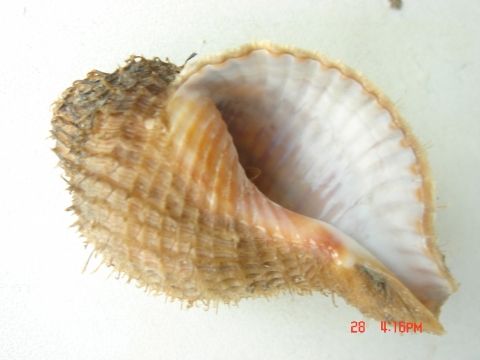 環溝嵌線螺 環溝嵌線螺