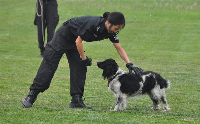 特種警犬